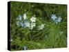 USA, Michigan. Forget-me-not's blooms.-Anna Miller-Stretched Canvas