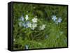 USA, Michigan. Forget-me-not's blooms.-Anna Miller-Framed Stretched Canvas