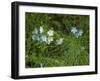 USA, Michigan. Forget-me-not's blooms.-Anna Miller-Framed Premium Photographic Print