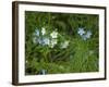 USA, Michigan. Forget-me-not's blooms.-Anna Miller-Framed Photographic Print