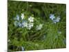 USA, Michigan. Forget-me-not's blooms.-Anna Miller-Mounted Photographic Print