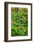 USA, Michigan. Maiden Hair Fern in Forest-Jaynes Gallery-Framed Photographic Print