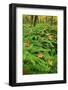 USA, Michigan. Maiden Hair Fern in Forest-Jaynes Gallery-Framed Photographic Print