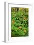 USA, Michigan. Maiden Hair Fern in Forest-Jaynes Gallery-Framed Photographic Print