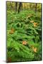 USA, Michigan. Maiden Hair Fern in Forest-Jaynes Gallery-Mounted Photographic Print