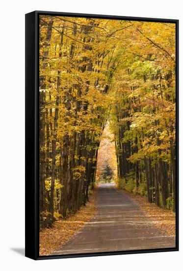 USA, Michigan. Trees lining Cathedral Road form a cathedral like shape overhead.-Brenda Tharp-Framed Stretched Canvas