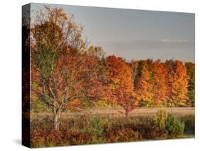 USA, Michigan, Upper Peninsula. Fall Colors in Hiawatha NF-Julie Eggers-Stretched Canvas