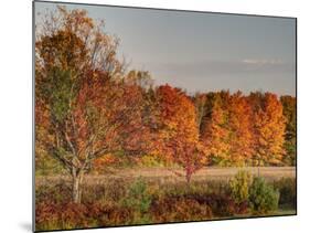 USA, Michigan, Upper Peninsula. Fall Colors in Hiawatha NF-Julie Eggers-Mounted Photographic Print