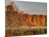 USA, Michigan, Upper Peninsula. Fall Colors in Hiawatha NF-Julie Eggers-Mounted Photographic Print