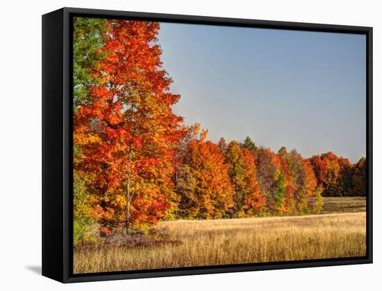 USA, Michigan, Upper Peninsula. Fall Colors in Hiawatha NF-Julie Eggers-Framed Stretched Canvas