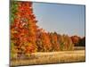 USA, Michigan, Upper Peninsula. Fall Colors in Hiawatha NF-Julie Eggers-Mounted Photographic Print