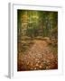 USA, Michigan, Upper Peninsula. Leaf Lined Trail in the Hiawatha NF-Julie Eggers-Framed Photographic Print