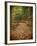 USA, Michigan, Upper Peninsula. Leaf Lined Trail in the Hiawatha NF-Julie Eggers-Framed Photographic Print