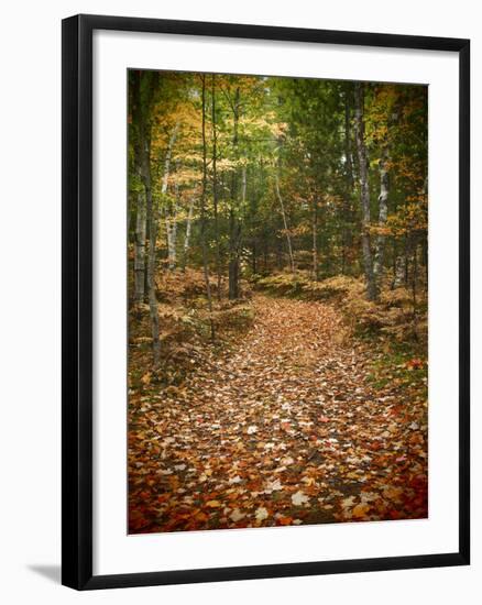 USA, Michigan, Upper Peninsula. Leaf Lined Trail in the Hiawatha NF-Julie Eggers-Framed Photographic Print