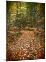 USA, Michigan, Upper Peninsula. Leaf Lined Trail in the Hiawatha NF-Julie Eggers-Mounted Photographic Print