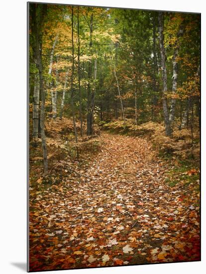 USA, Michigan, Upper Peninsula. Leaf Lined Trail in the Hiawatha NF-Julie Eggers-Mounted Photographic Print