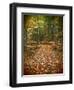 USA, Michigan, Upper Peninsula. Leaf Lined Trail in the Hiawatha NF-Julie Eggers-Framed Premium Photographic Print