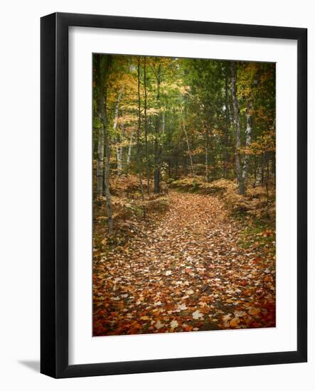 USA, Michigan, Upper Peninsula. Leaf Lined Trail in the Hiawatha NF-Julie Eggers-Framed Photographic Print