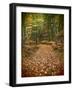 USA, Michigan, Upper Peninsula. Leaf Lined Trail in the Hiawatha NF-Julie Eggers-Framed Photographic Print