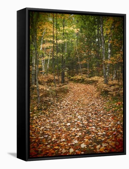 USA, Michigan, Upper Peninsula. Leaf Lined Trail in the Hiawatha NF-Julie Eggers-Framed Stretched Canvas