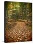 USA, Michigan, Upper Peninsula. Leaf Lined Trail in the Hiawatha NF-Julie Eggers-Stretched Canvas