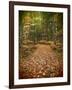 USA, Michigan, Upper Peninsula. Leaf Lined Trail in the Hiawatha NF-Julie Eggers-Framed Photographic Print