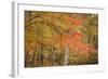 USA, Michigan, Upper Peninsula. Red Maple Trees in Autumn Color-Don Grall-Framed Photographic Print