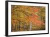 USA, Michigan, Upper Peninsula. Red Maple Trees in Autumn Color-Don Grall-Framed Photographic Print