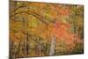 USA, Michigan, Upper Peninsula. Red Maple Trees in Autumn Color-Don Grall-Mounted Photographic Print