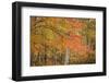 USA, Michigan, Upper Peninsula. Red Maple Trees in Autumn Color-Don Grall-Framed Photographic Print