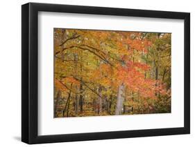 USA, Michigan, Upper Peninsula. Red Maple Trees in Autumn Color-Don Grall-Framed Photographic Print