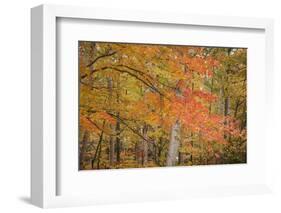 USA, Michigan, Upper Peninsula. Red Maple Trees in Autumn Color-Don Grall-Framed Photographic Print
