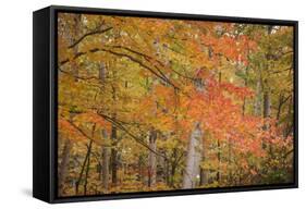 USA, Michigan, Upper Peninsula. Red Maple Trees in Autumn Color-Don Grall-Framed Stretched Canvas