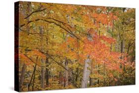 USA, Michigan, Upper Peninsula. Red Maple Trees in Autumn Color-Don Grall-Stretched Canvas