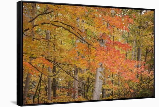 USA, Michigan, Upper Peninsula. Red Maple Trees in Autumn Color-Don Grall-Framed Stretched Canvas