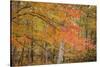 USA, Michigan, Upper Peninsula. Red Maple Trees in Autumn Color-Don Grall-Stretched Canvas