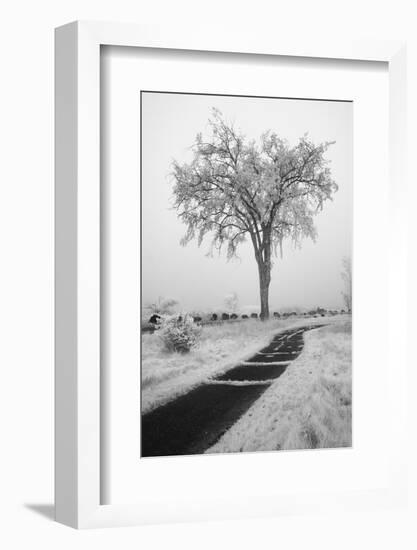 USA, Minnesota, Duluth, Park Point, Boardwalk over Dunes-Peter Hawkins-Framed Photographic Print