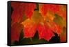 USA, Minnesota, Itasca State Park, Fall Colors-Peter Hawkins-Framed Stretched Canvas