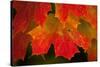 USA, Minnesota, Itasca State Park, Fall Colors-Peter Hawkins-Stretched Canvas