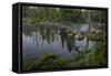 USA, Minnesota, Itasca State Park, Mississippi Headwaters-Peter Hawkins-Framed Stretched Canvas