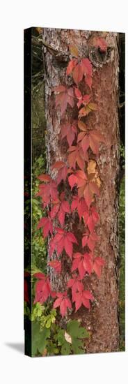 USA, Minnesota, Itasca State Park-Peter Hawkins-Stretched Canvas