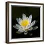 USA, Minnesota, La Salle Lake State Recration Area, La Salle Creek, Water Lilly-Peter Hawkins-Framed Photographic Print