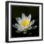 USA, Minnesota, La Salle Lake State Recration Area, La Salle Creek, Water Lilly-Peter Hawkins-Framed Photographic Print