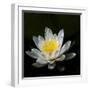 USA, Minnesota, La Salle Lake State Recration Area, La Salle Creek, Water Lilly-Peter Hawkins-Framed Photographic Print