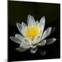 USA, Minnesota, La Salle Lake State Recration Area, La Salle Creek, Water Lilly-Peter Hawkins-Mounted Photographic Print