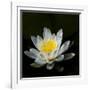 USA, Minnesota, La Salle Lake State Recration Area, La Salle Creek, Water Lilly-Peter Hawkins-Framed Photographic Print