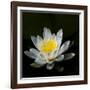 USA, Minnesota, La Salle Lake State Recration Area, La Salle Creek, Water Lilly-Peter Hawkins-Framed Photographic Print