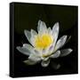 USA, Minnesota, La Salle Lake State Recration Area, La Salle Creek, Water Lilly-Peter Hawkins-Framed Stretched Canvas