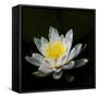 USA, Minnesota, La Salle Lake State Recration Area, La Salle Creek, Water Lilly-Peter Hawkins-Framed Stretched Canvas