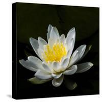 USA, Minnesota, La Salle Lake State Recration Area, La Salle Creek, Water Lilly-Peter Hawkins-Stretched Canvas
